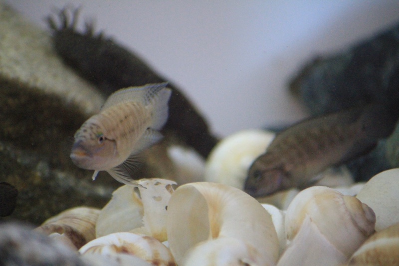 Telmatochromis cf. temporalis 'Mbita Island'